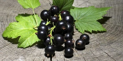 Uzgoj i pravilna njega ribizle